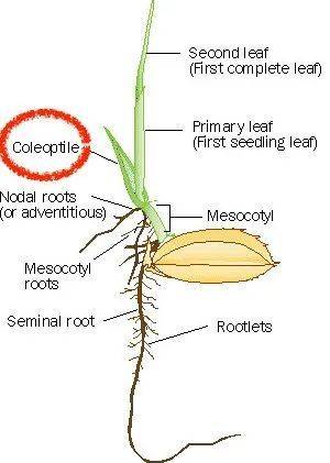 水稻是怎么适应泡水的环境的呢?